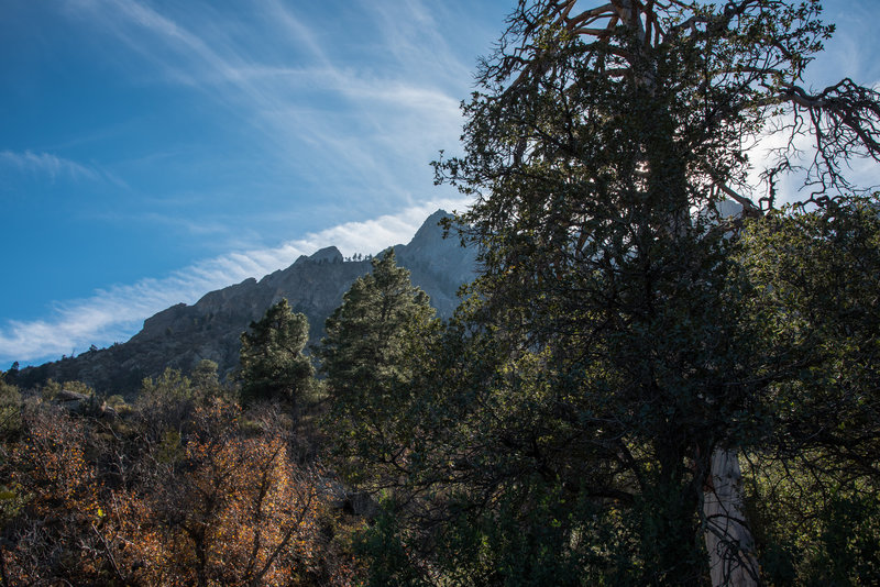 Pine Tree Trail