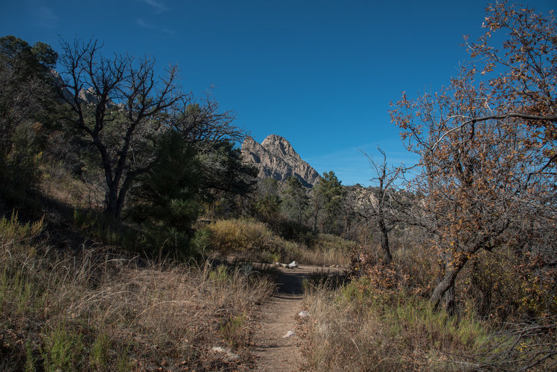 Pine Tree Trail