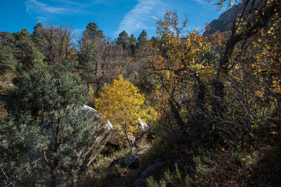 Pine Tree Trail