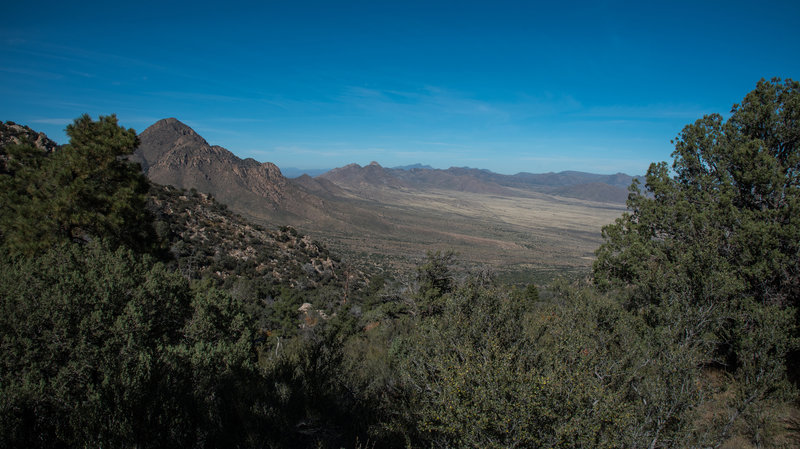 Pine Tree Trail