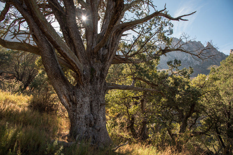 Pine Tree Trail