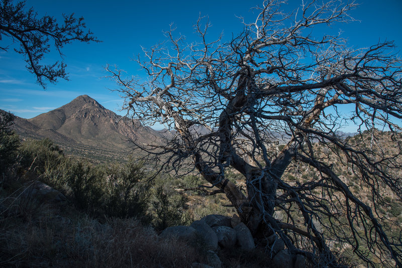 Pine Tree Trail