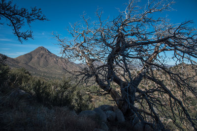 Pine Tree Trail