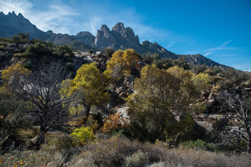 Pine Tree Trail