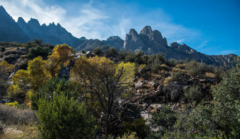 Pine Tree Trail