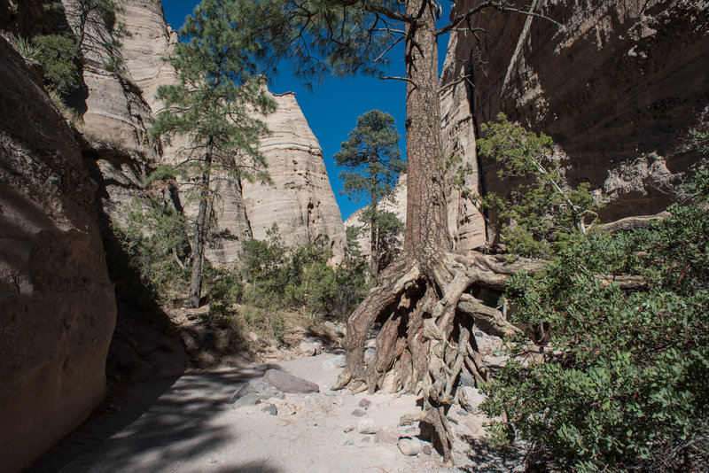 Slot Canyon Trail