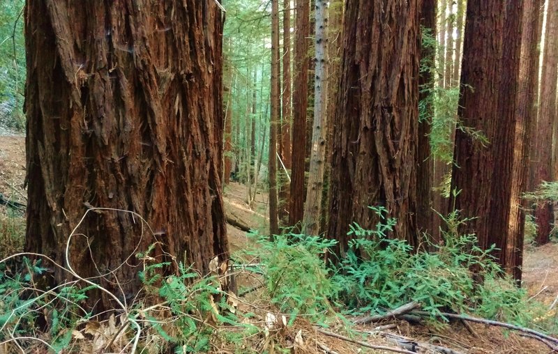 Redwood trees, giant redwood trees in the redwood forest along Aptos Creek Fire Road