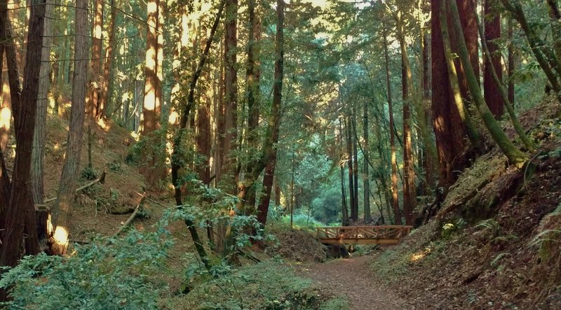 West Ridge Trail crosses a small creek on a sturdy bridge, in the redwood forest of the deep, steep sided creek valley.