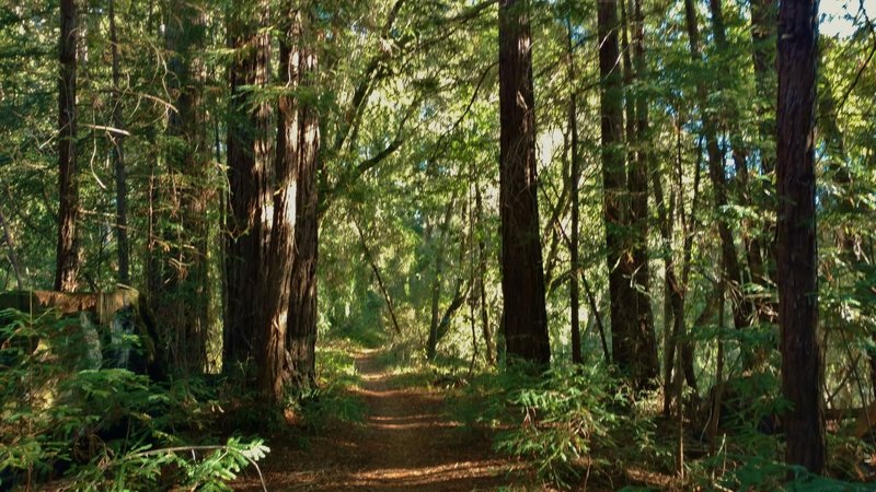 West Ridge Trail travels through the mixed redwood forest on a sunny, forested ridge.