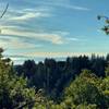 The Pacific Ocean in the distance, can be seen through breaks in the trees, looking past a redwood forested ridge.