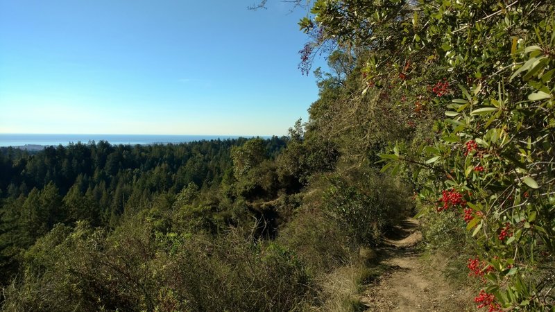 Looking out over the redwood forested ridges, to the Pacific Ocean, from high on West Ridge Trail.