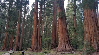 The promised big trees.