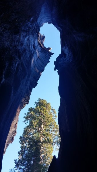 The remains of a Sequoia hollowed out by fire.