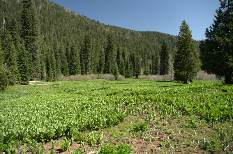 Fields of corn lilies in Hummingbird Meadow