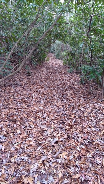 Green Tunnel along the North Slope Connector