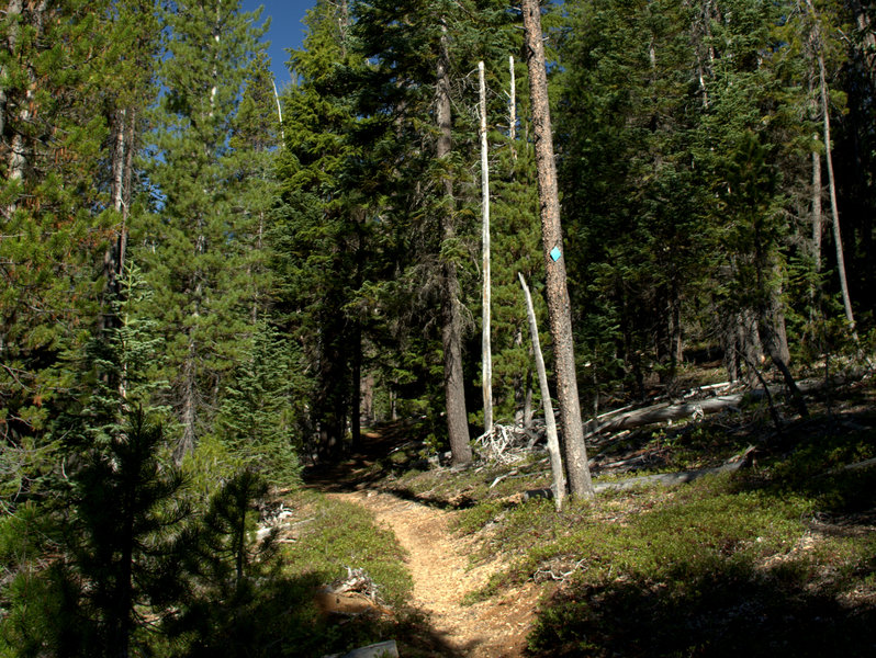 The trail up from the lower trailhead.