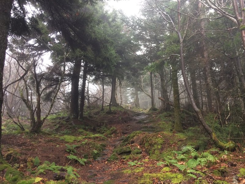 Misty ridgeway trail.