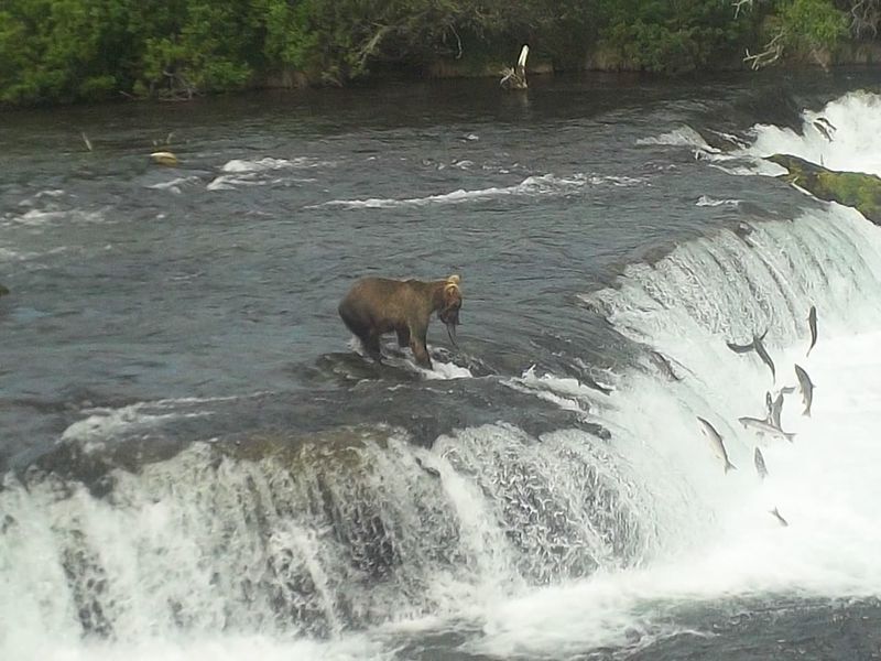 Brooks Falls - Katmai National Park