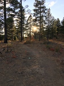 Where sagebrush and forest meet