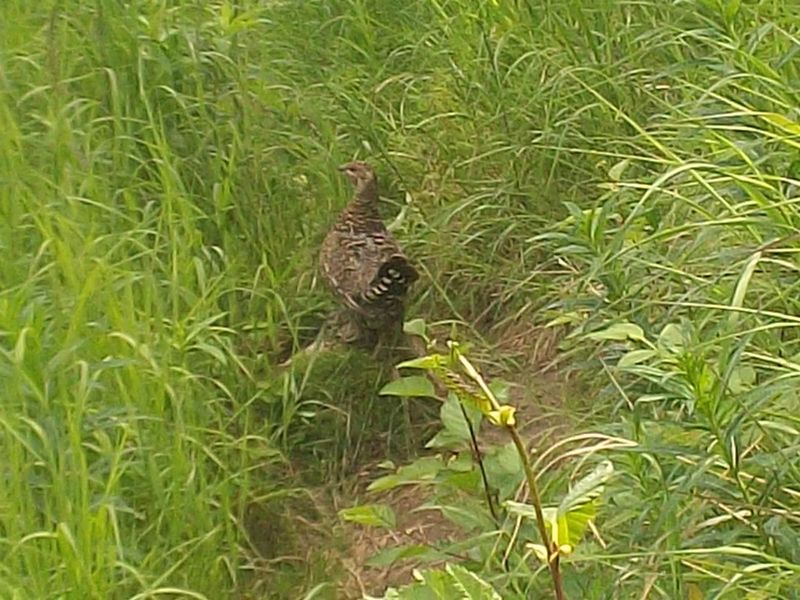 Ptarmigan wandering the trail