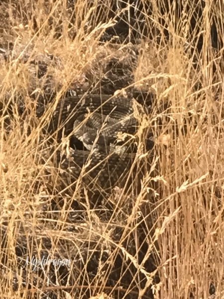 Ran into this guy in September. No rattle, just hissed. 2 weeks later a rattler waved its tail at me not far from this location.