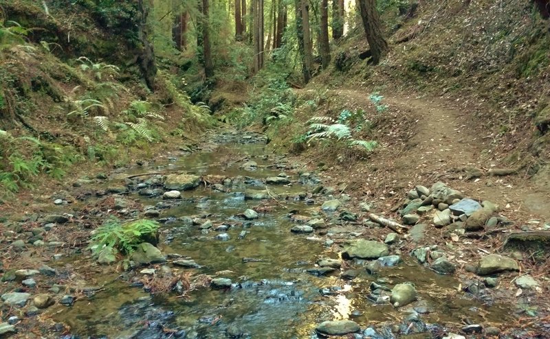 Bridge Creek Trail winds along Bridge Creek.