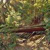 The Bridge Creek Trail "Obstacle Course" to get to see Maple Falls