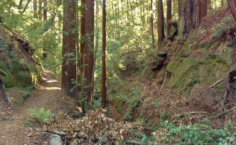 Loma Prieta Grade winds through the redwoods in a deep valley of Forest of Nisene Marks State Park.