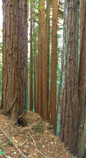 The redwood forest on a typical steep hillside, along Loma Prieta Grade