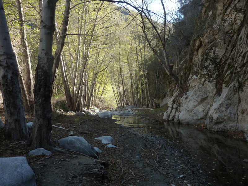 Bear Creek at location where upper trail reaches canyon bottom