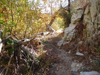 Canyon bottom with fall colors