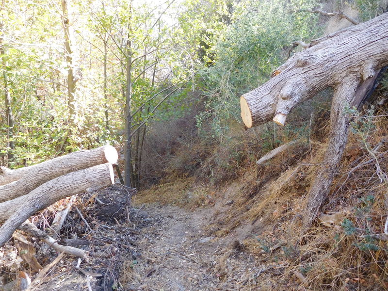 Recently cleared fallen oak in canyon bottom.  USFS volunteers have been maintaining this trail.