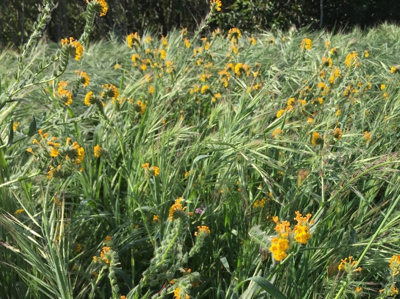 Wildflowers along Lilac Trail - Brea, CA