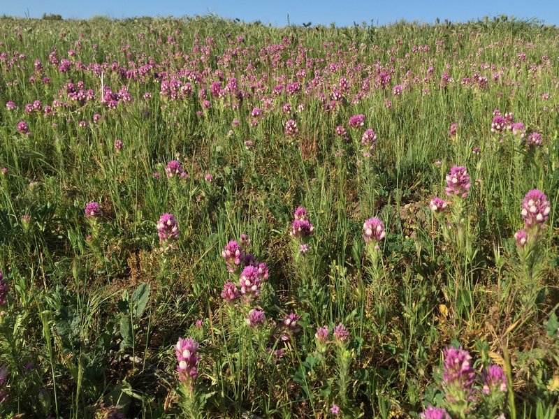 Wildflowers along Lilac Trail - Brea, CA