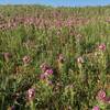 Wildflowers along Lilac Trail - Brea, CA