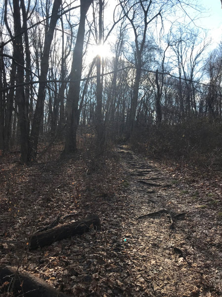 The short singletrack connecting the carpark with the main trail is the roughest part of the trail