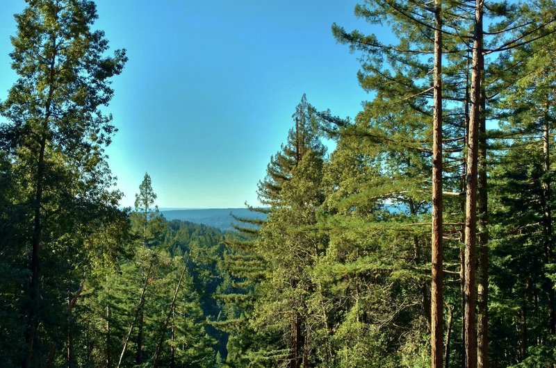 The Santa Cruz Mountains and Pacific Ocean in the distance, are seen through firs along Aptos Creek Fire Road