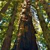 A HUGE (about 10 feet across) old growth redwood, escaped both logging and fire, to dominate the redwoods around it today.