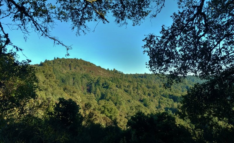 Santa Rosalia Mountain, at 2,529 ft., is seen through a break in the trees when looking northeast from Bacon Trail.