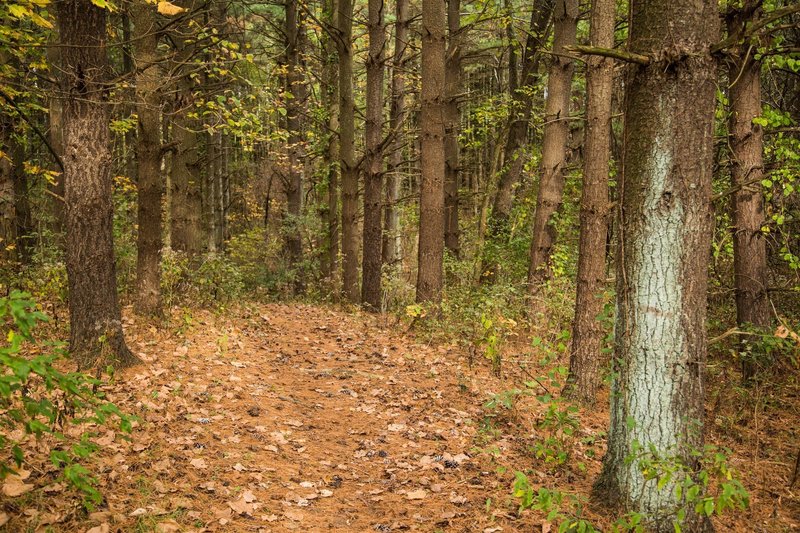 The soft pine needle bedding and tunnel at the beginning of the Cherry Tree Trail