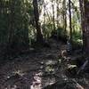 Caution: this is where the trail diverts to the (longer), steeper Buena Vista Trail. Follow the Los Robles route.