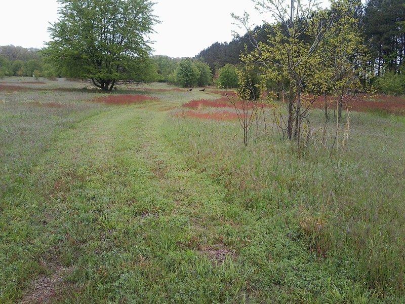 The meadow spur in the spring, with two turkeys