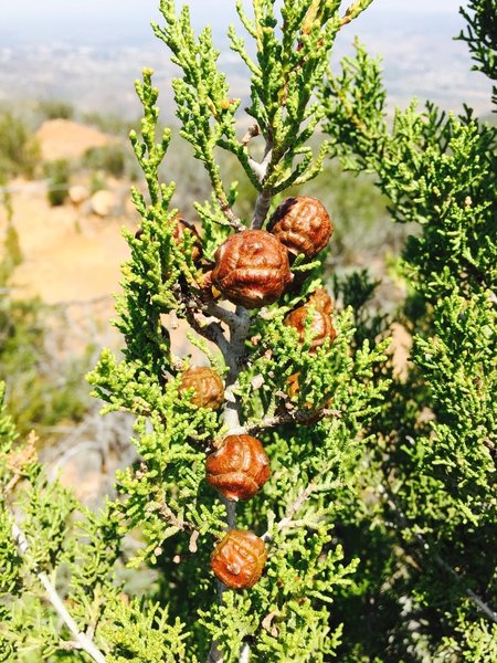 Tecate Cypress Cones