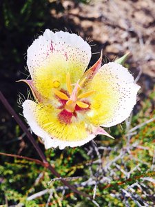 Foothill Mariposa Lily - Calochortus weedii var. intermedius