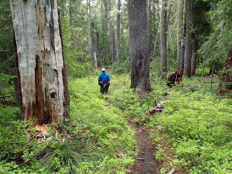 Along the Mount Yoran Trail