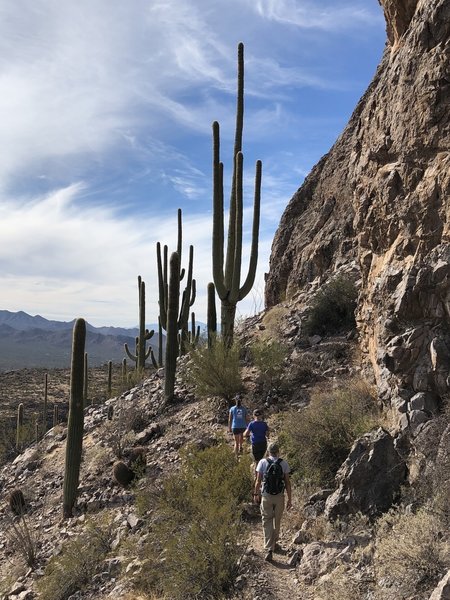 Fantastic saguaros near the summit