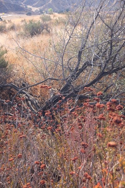 Beautiful native flora -- buckwheat and juniper.