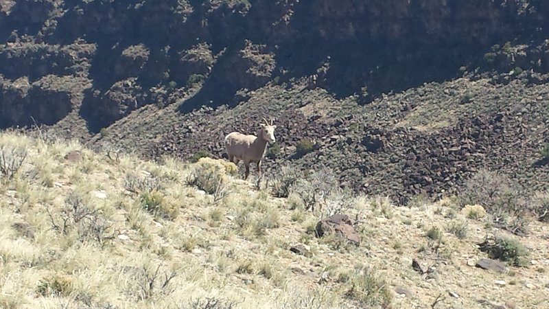 Big horn sheep!