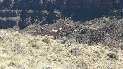 Big horn sheep!
