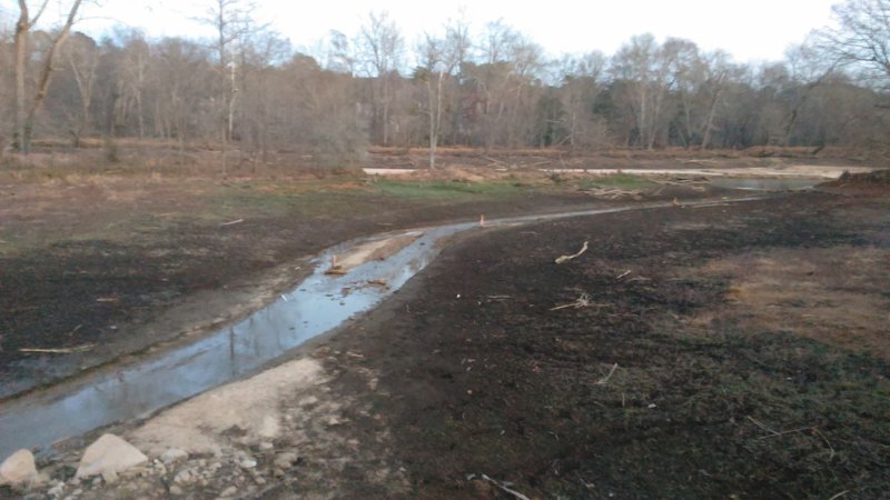 Wetland portion of Neuse River